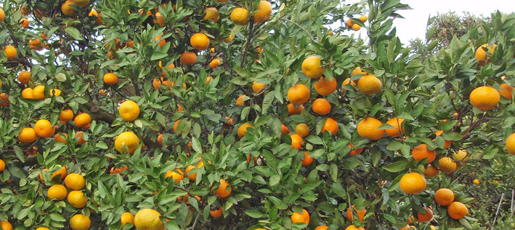 Louisiana citrus trees | Exterior Designs, Inc | New Orleans, LA