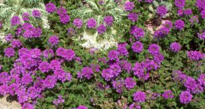 homestead purple verbena annuals