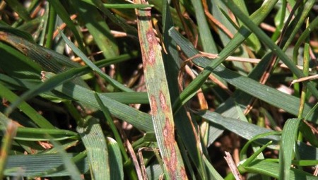 leaf blotch lawn disease