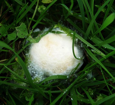 slime molds lawn disease