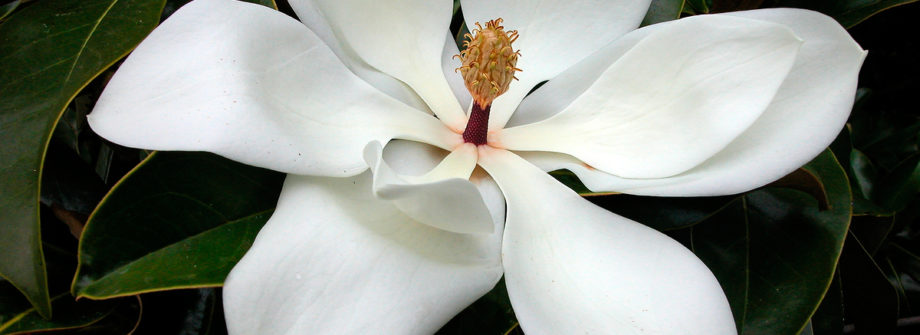 southern-magnolia-tree