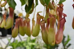 Carnivorous pitcher plant eats bugs