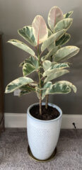 variegated rubber tree plant