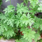 Citronella plant are natural mosquito repellent with it scented nature.