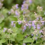 Catnip or nepeta cataria