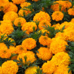 marigold plant