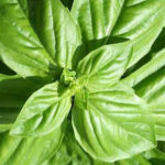 basil plant