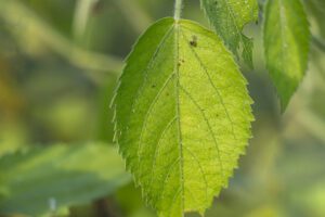Small spike false nettle, Tragia involucrata, Stinging nettle leaves