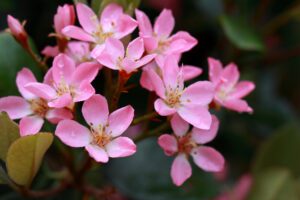 Rhaphiolepis indica or Indian Hawthorn