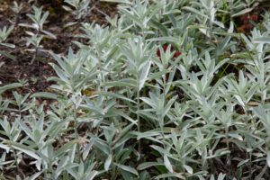Artemisia ludoviciana, silver wormwood, western mugwort or Louisiana wormwood