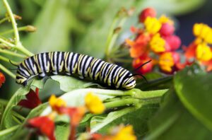 monarch caterpillar feeding on milkweed
