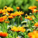 Orange pot marigold blooming or Calendula officinalis
