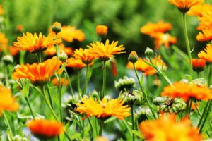 Orange pot marigold blooming or Calendula officinalis