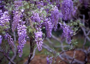 wisteria for pollinator gardens