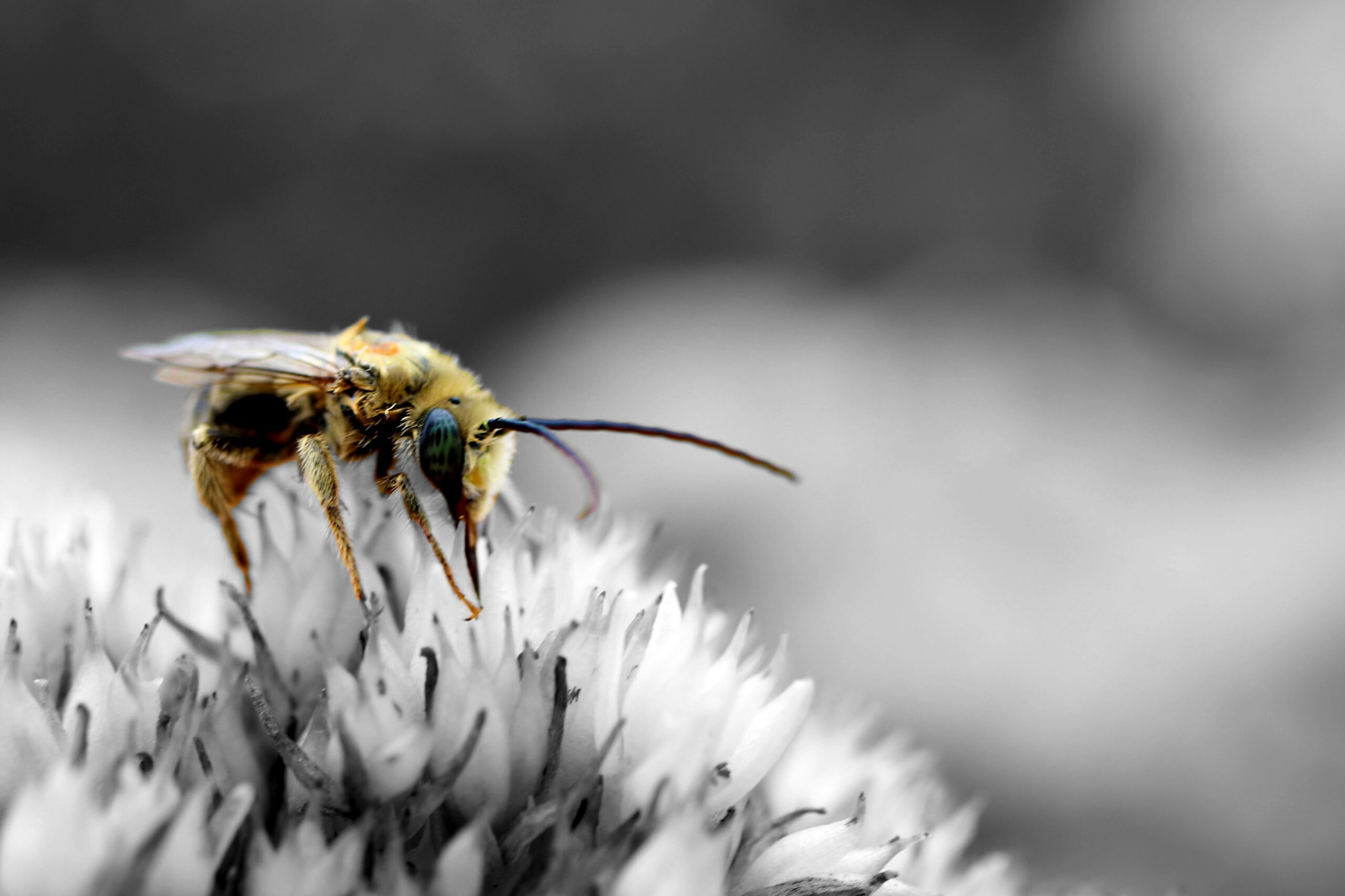 bee photo by Luke Schobert on Unsplash