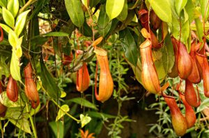 Carnivorous pitcher plant eats bugs