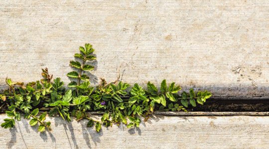 Sidewalk crack by Sheila Sund