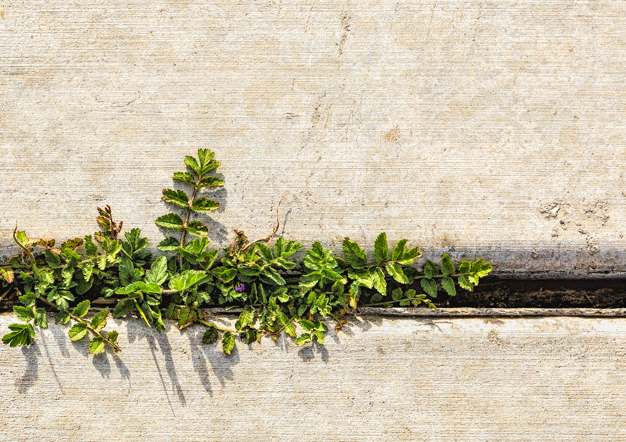 Sidewalk crack by Sheila Sund