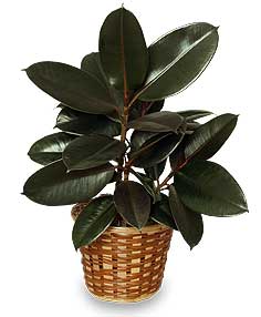 rubber tree indoor plant
