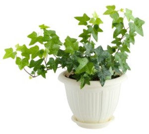 English ivy indoor plant